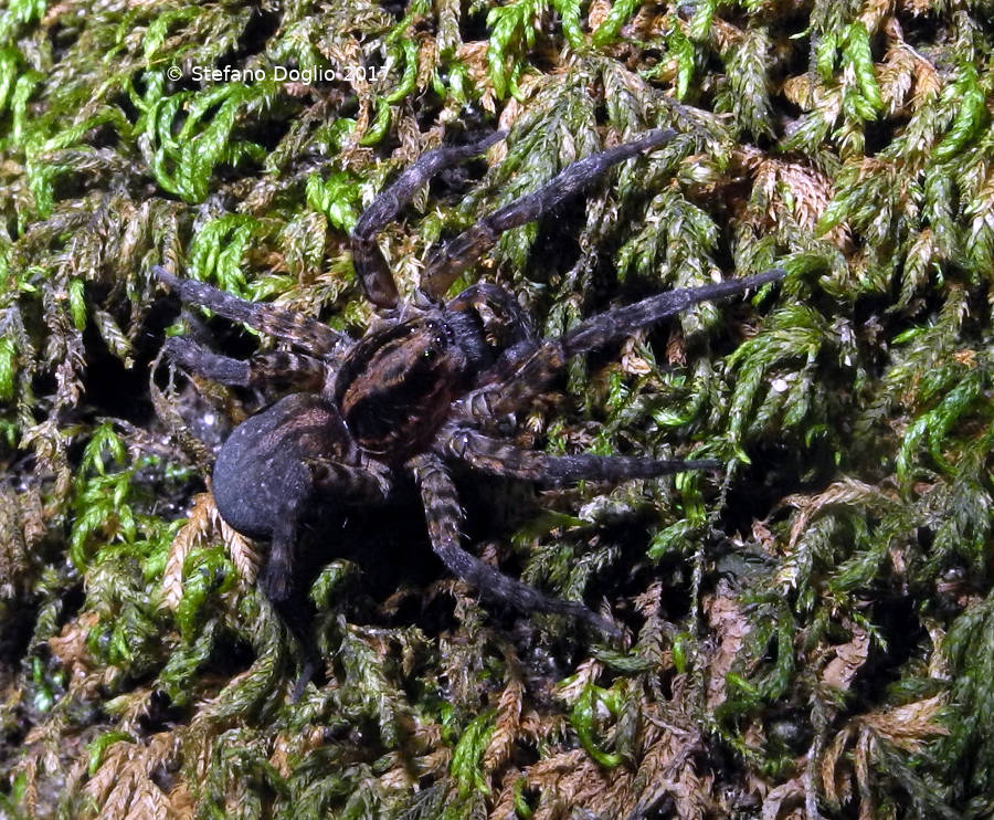 da identificare:  Trochosa sp.   -  Macchia di Gattaceca (Roma)